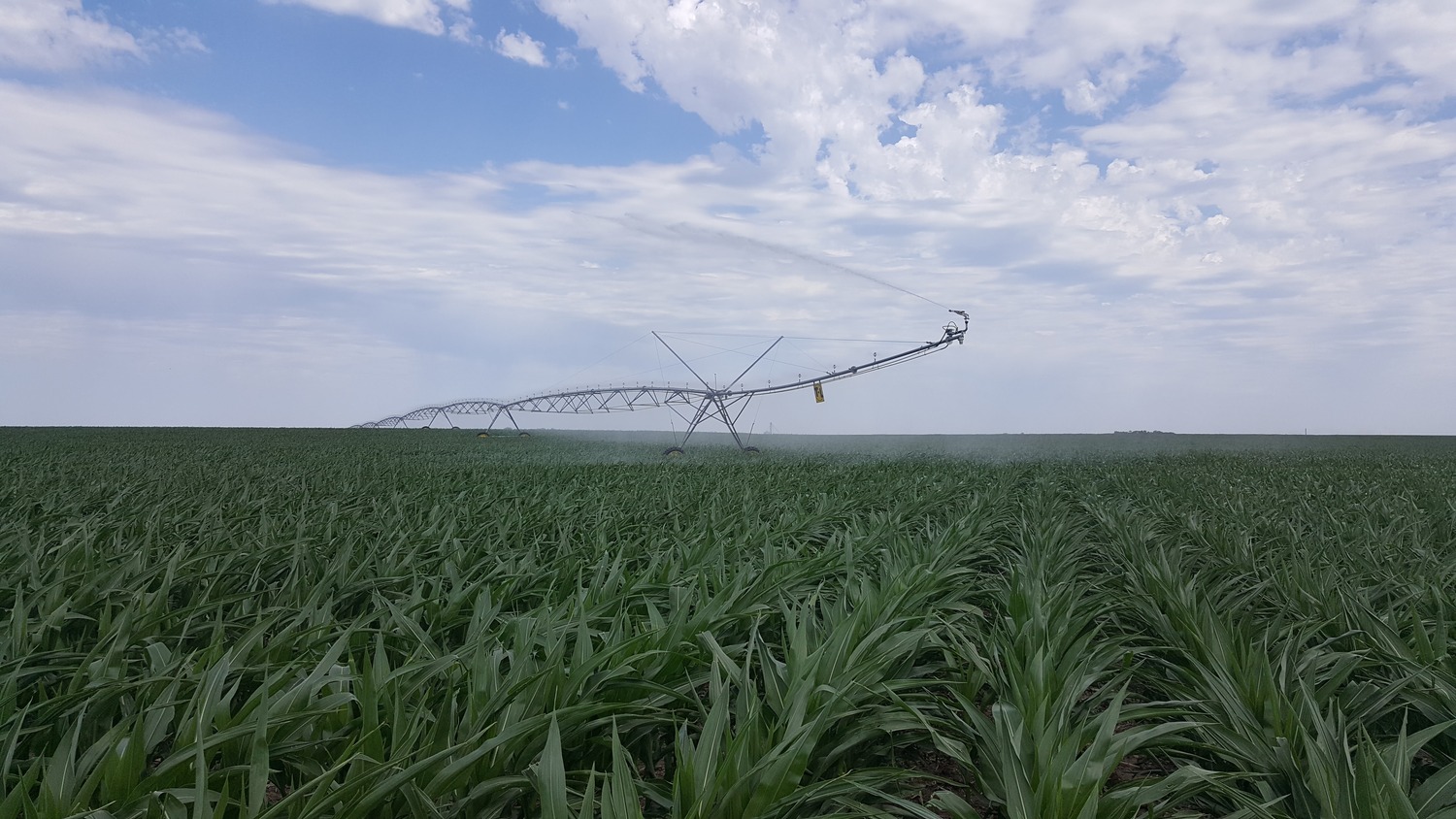 Un vaste système d'irrigation à pivot central arrose des rangées de plants de maïs dans un champ verdoyant, sous un ciel partiellement nuageux.