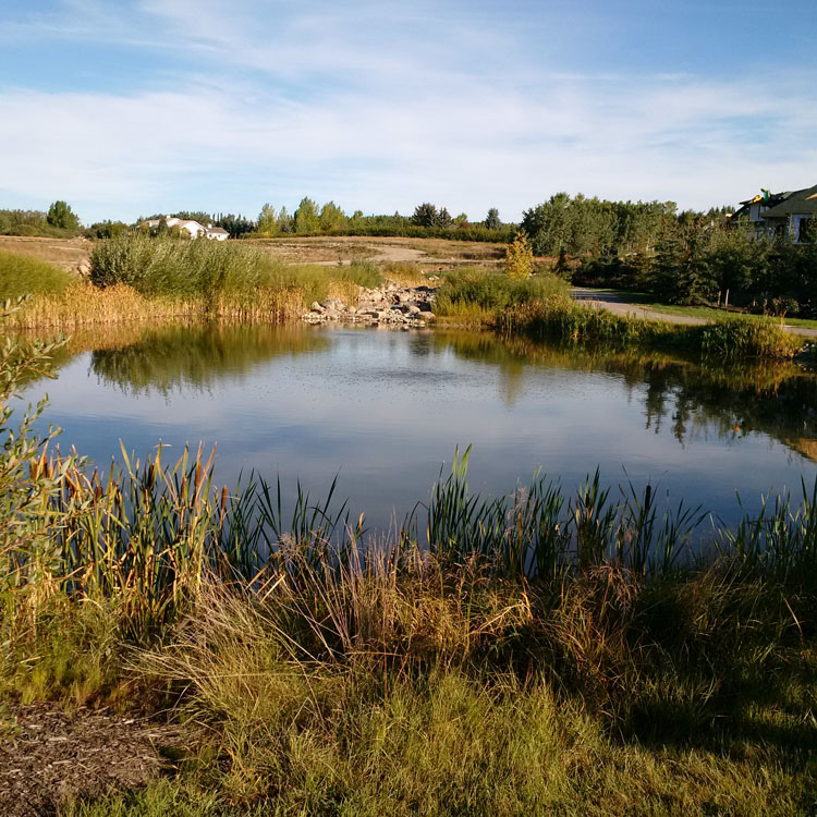 A pond in the middle of a grassy field.