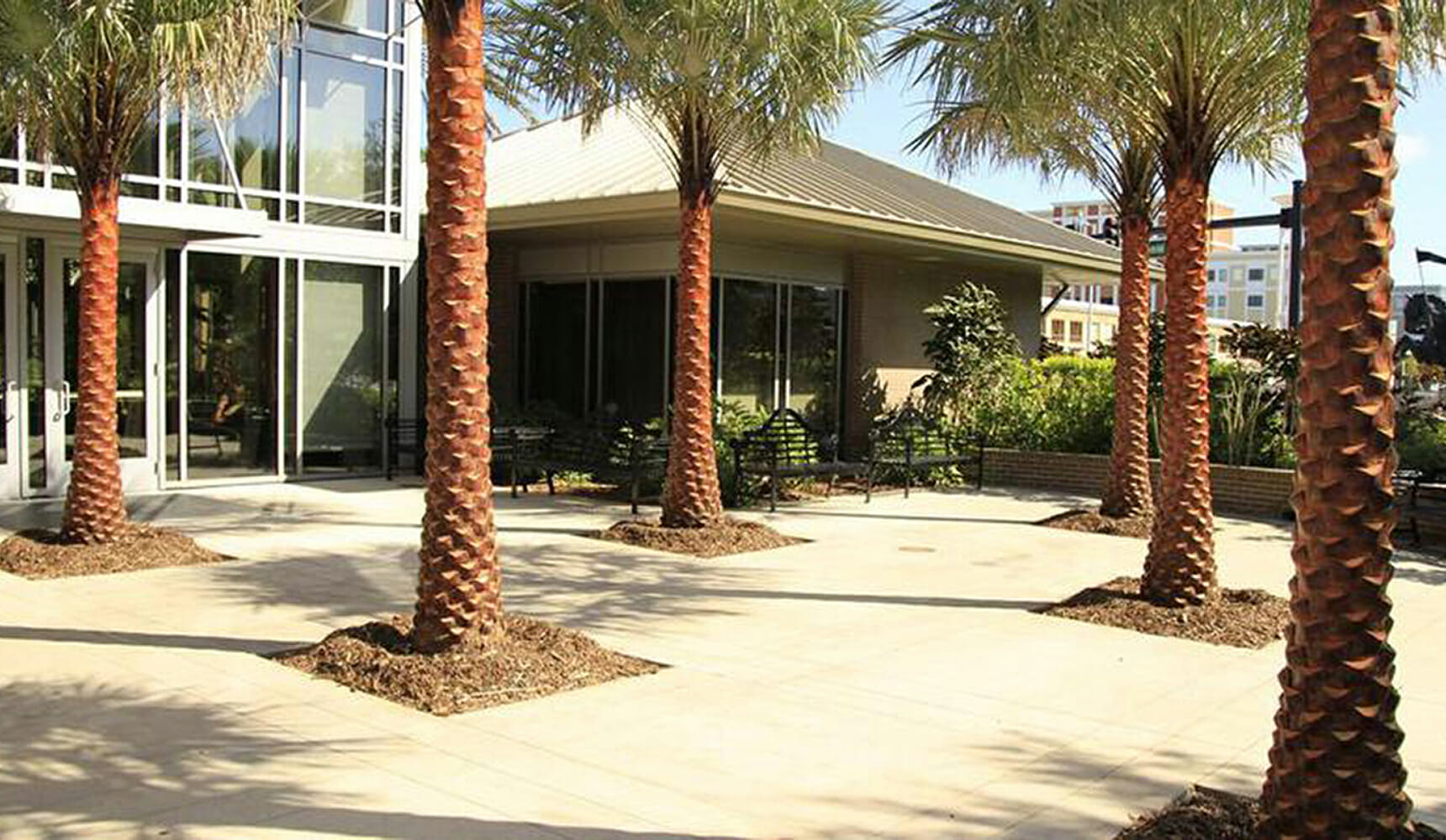 A group of palm trees in front of a building.