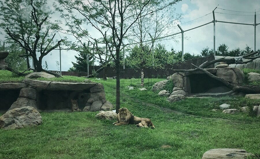 Deux lions se reposent dans le nouvel habitat au Zoo de Granby.