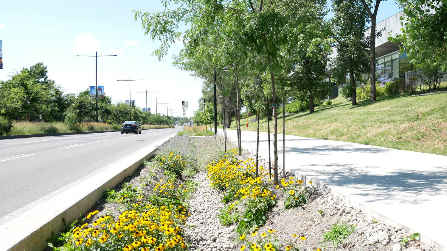 Un parterre de fleurs jaunes au bord d’une route.