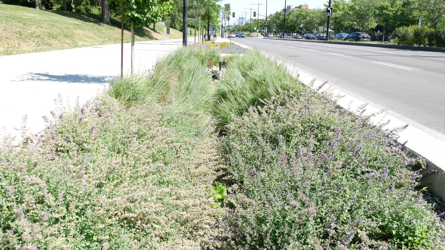 Une rue avec beaucoup de plantes en bord de route.