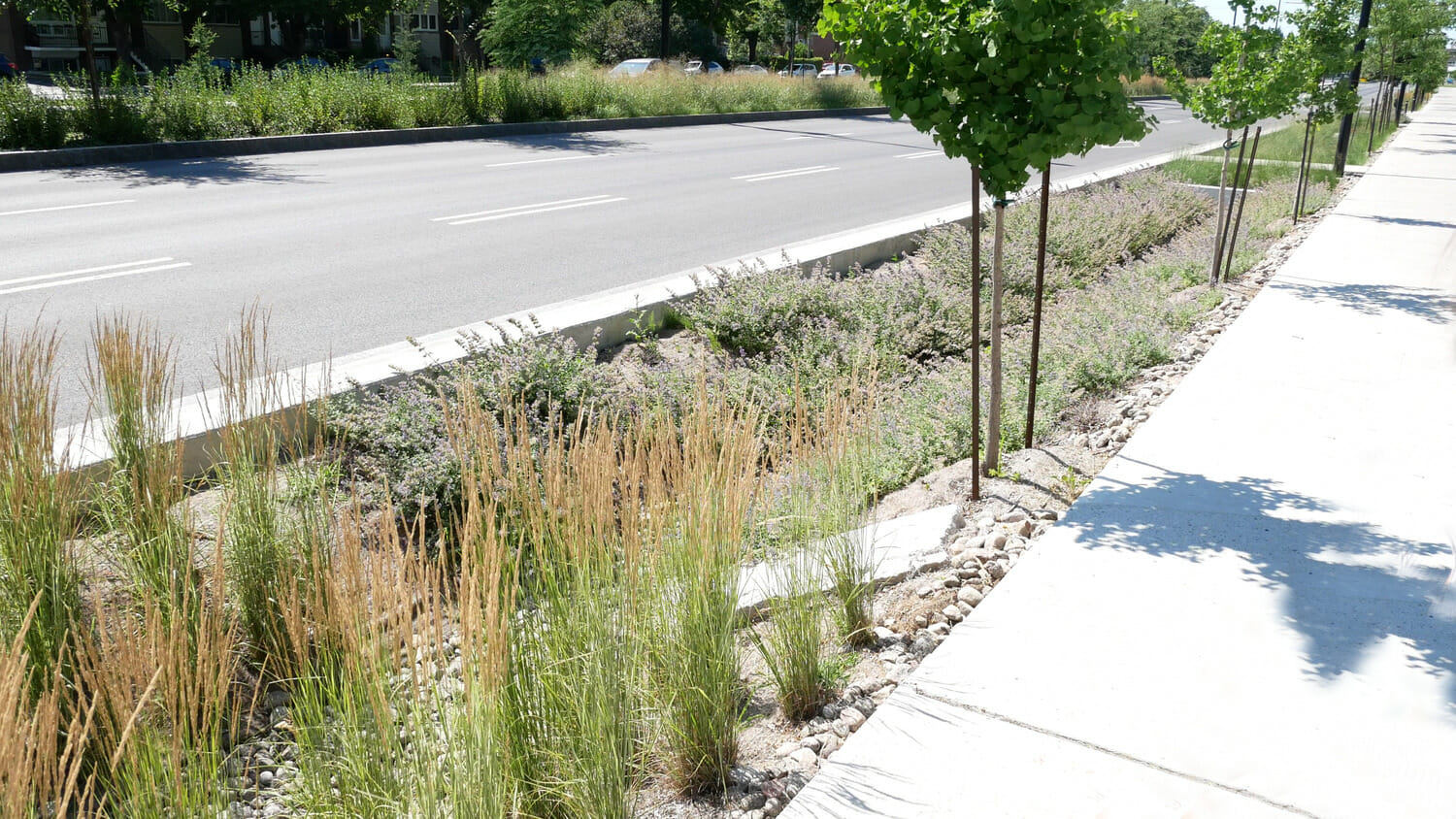 A sidewalk with grass and trees next to it.