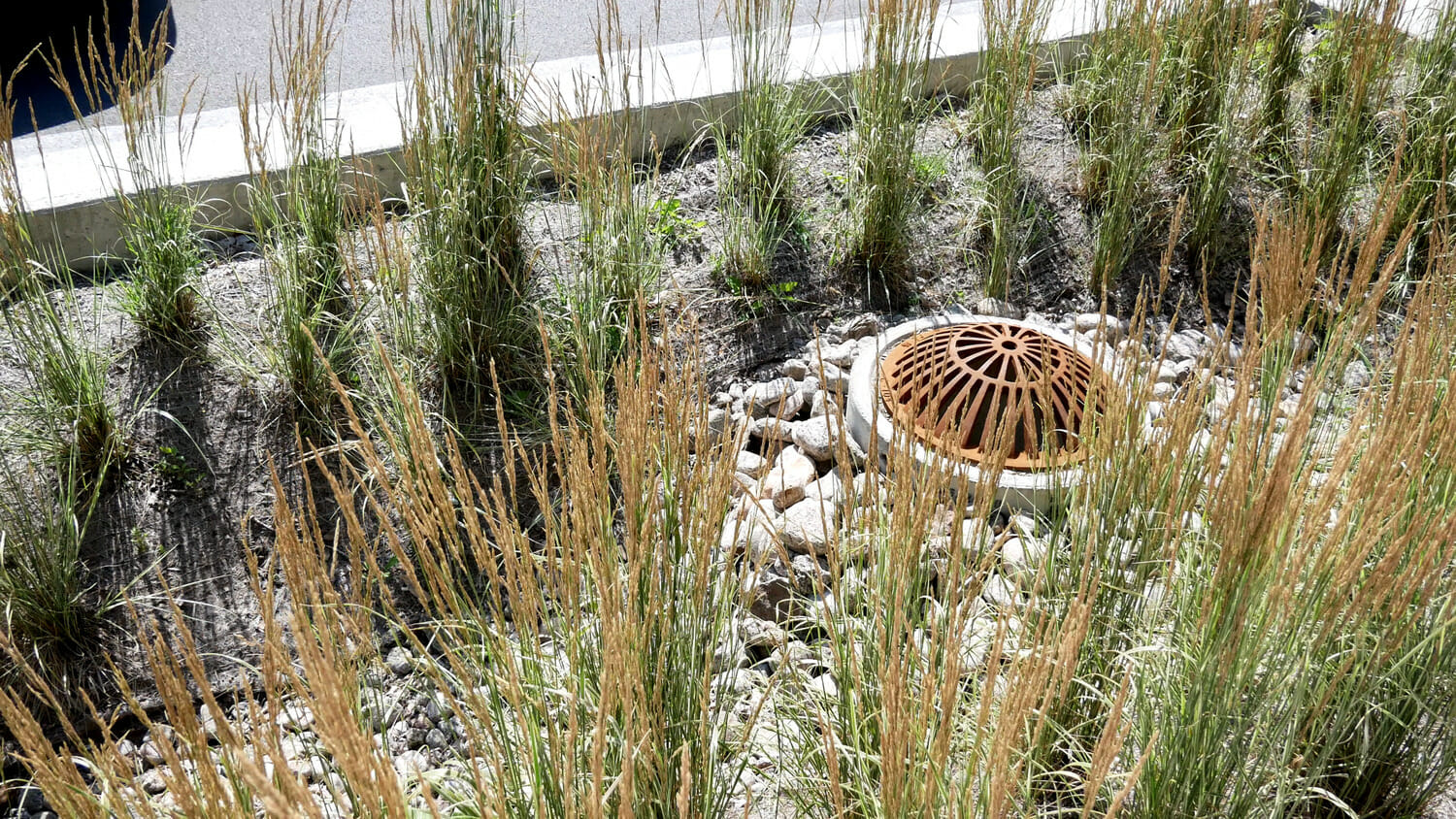 A garden with grass and a water feature.