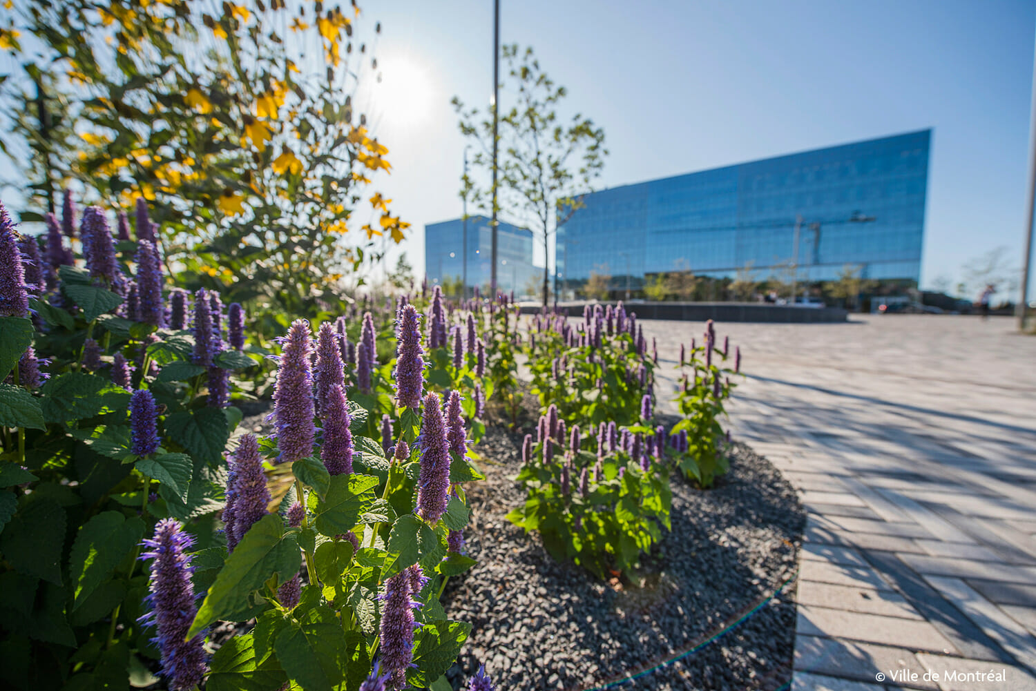 Fleurs violettes devant un immeuble de bureaux.