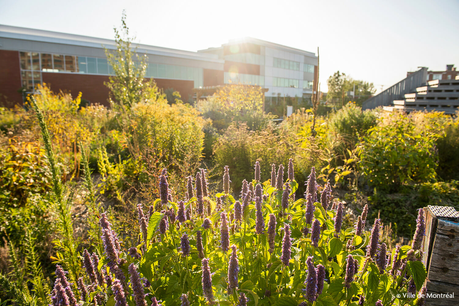 A field of purple flowers in front of a building.