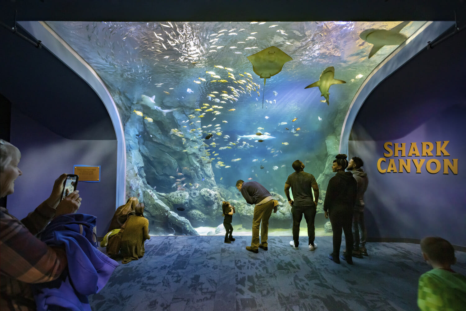 A group of people are looking at a shark canyon exhibit.