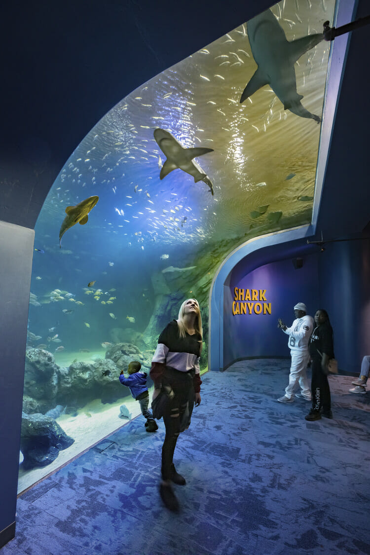 A group of people standing in an aquarium with sharks in it.