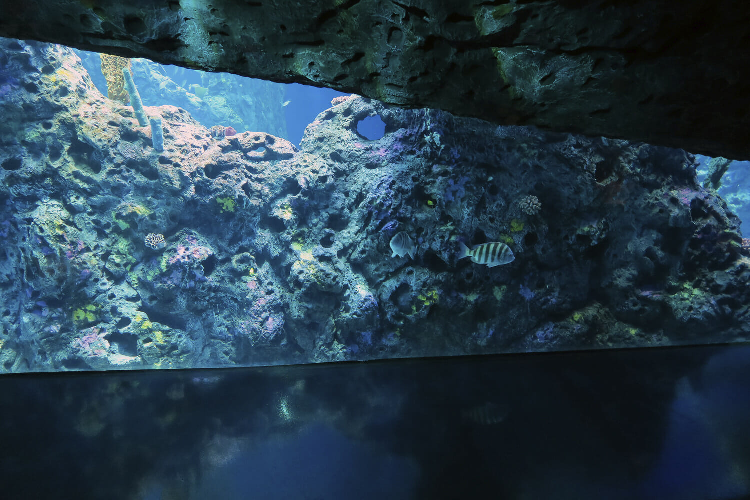 A large aquarium with fish in it.