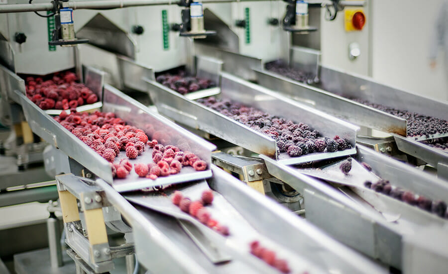 Un tapis roulant de framboises sur un tapis roulant dans une usine.