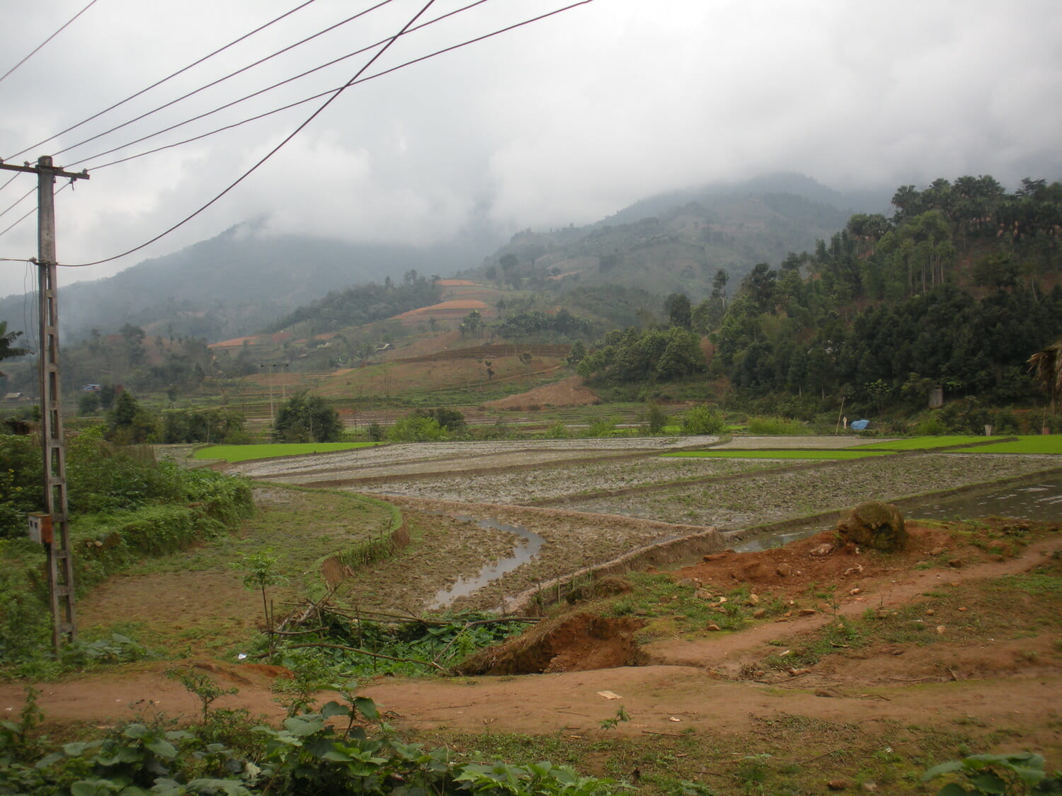 A dirt road next to a rice field.