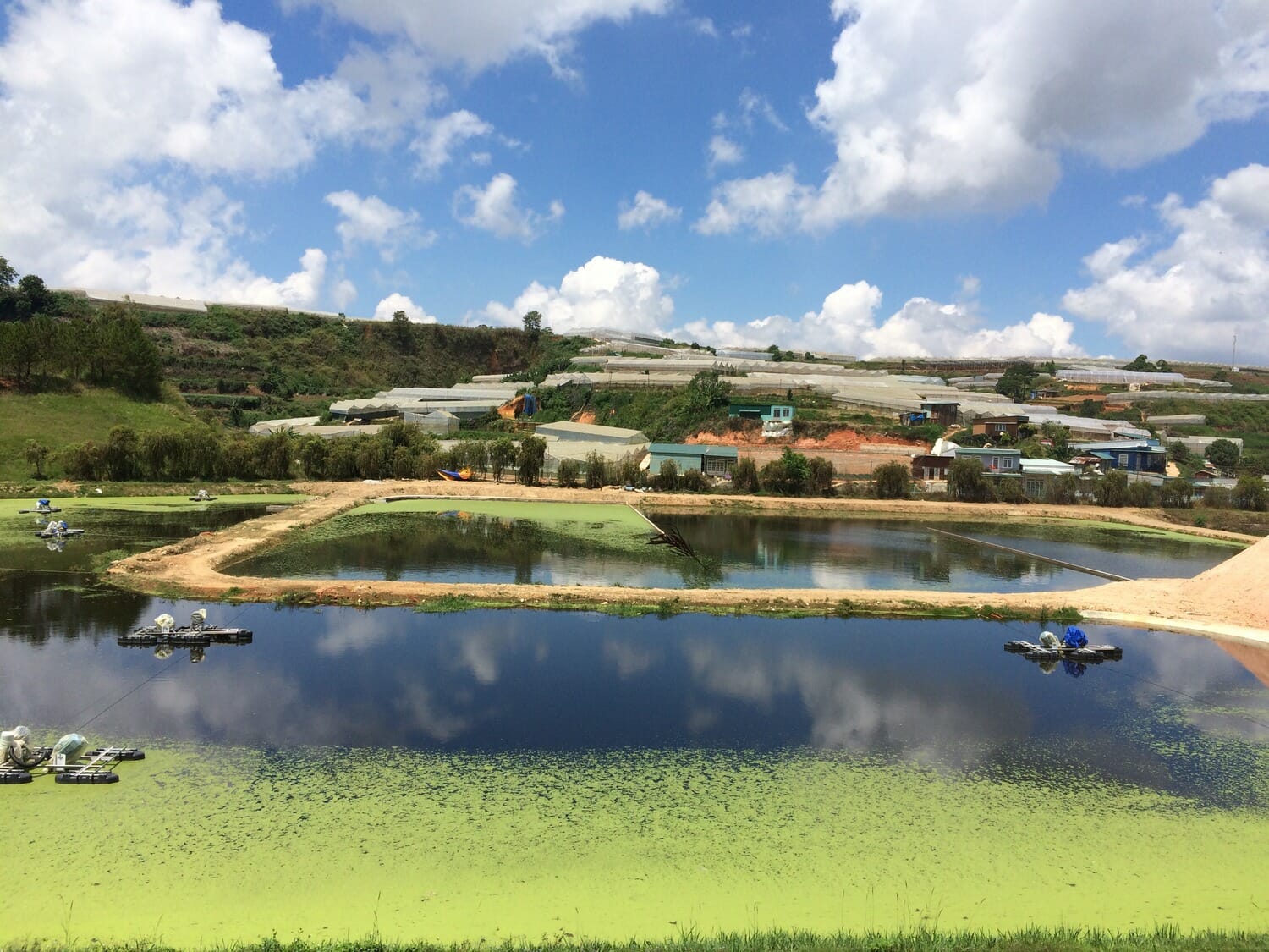 A pond with a lot of green algae in it.