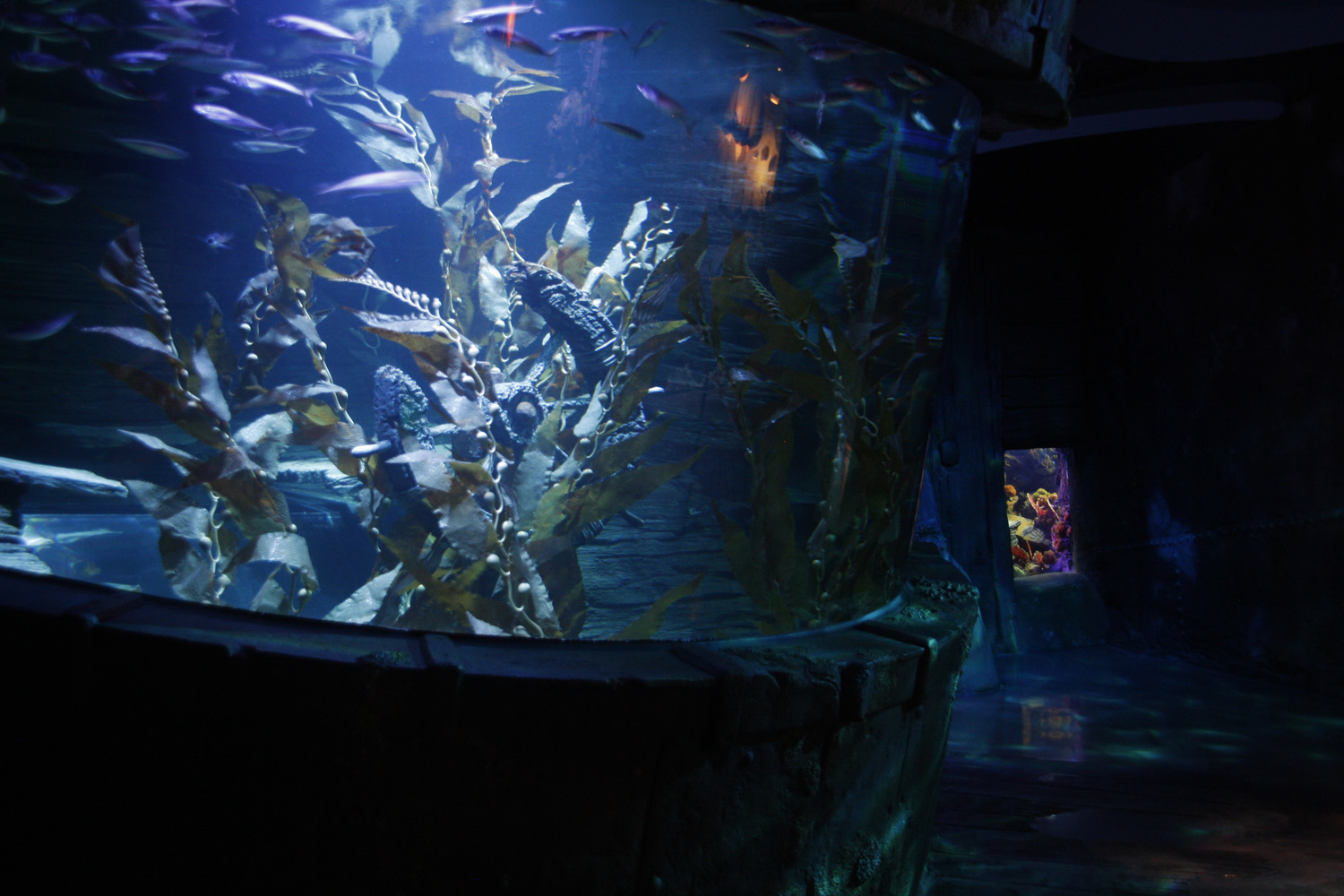 A fish tank in an aquarium.
