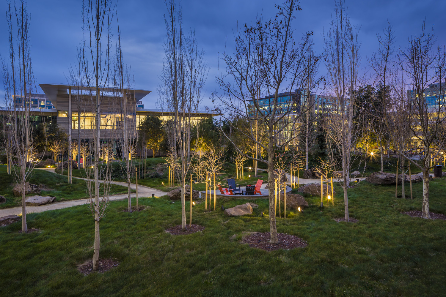 A tree in the middle of a grassy area.