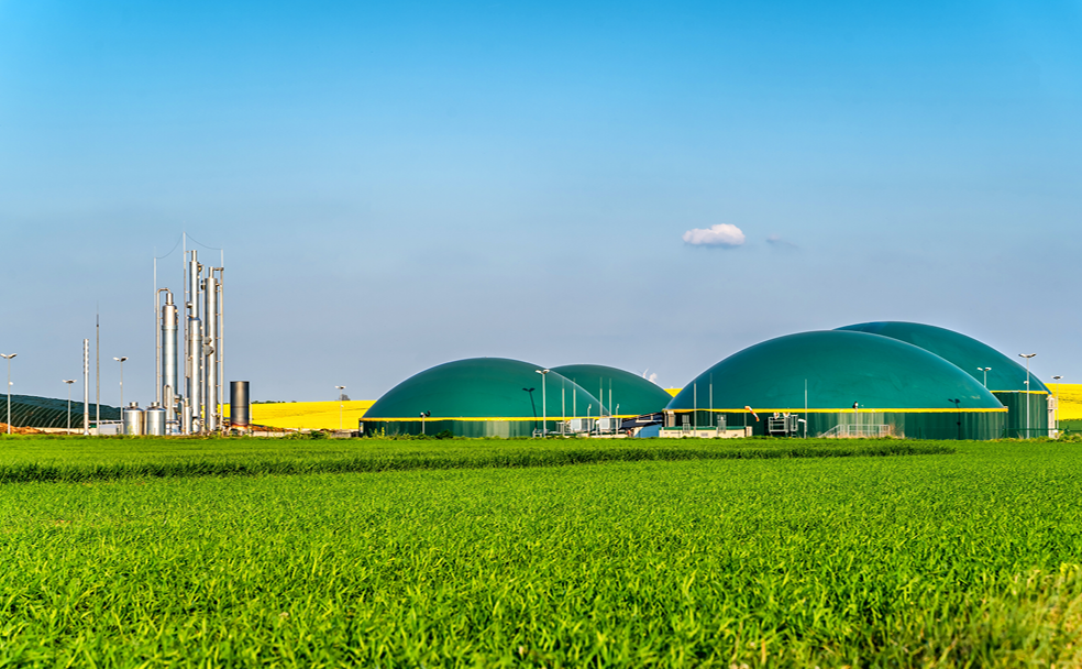 A green field with a large number of green domes.