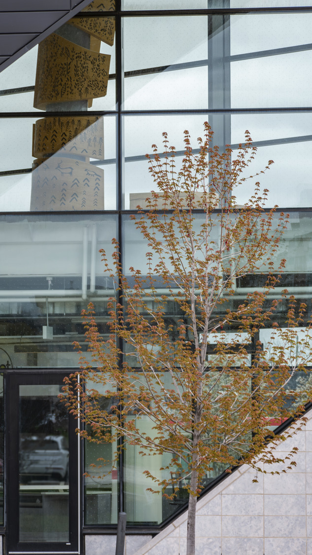 Young tree with reddish-brown leaves in front of a modern building with reflective glass windows and a geometric facade.