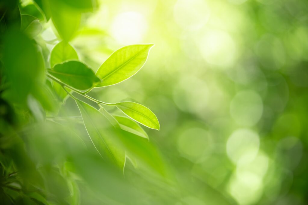 Close-up of green leaves with sunlight filtering through, creating a soft, blurred green background and bright highlights.