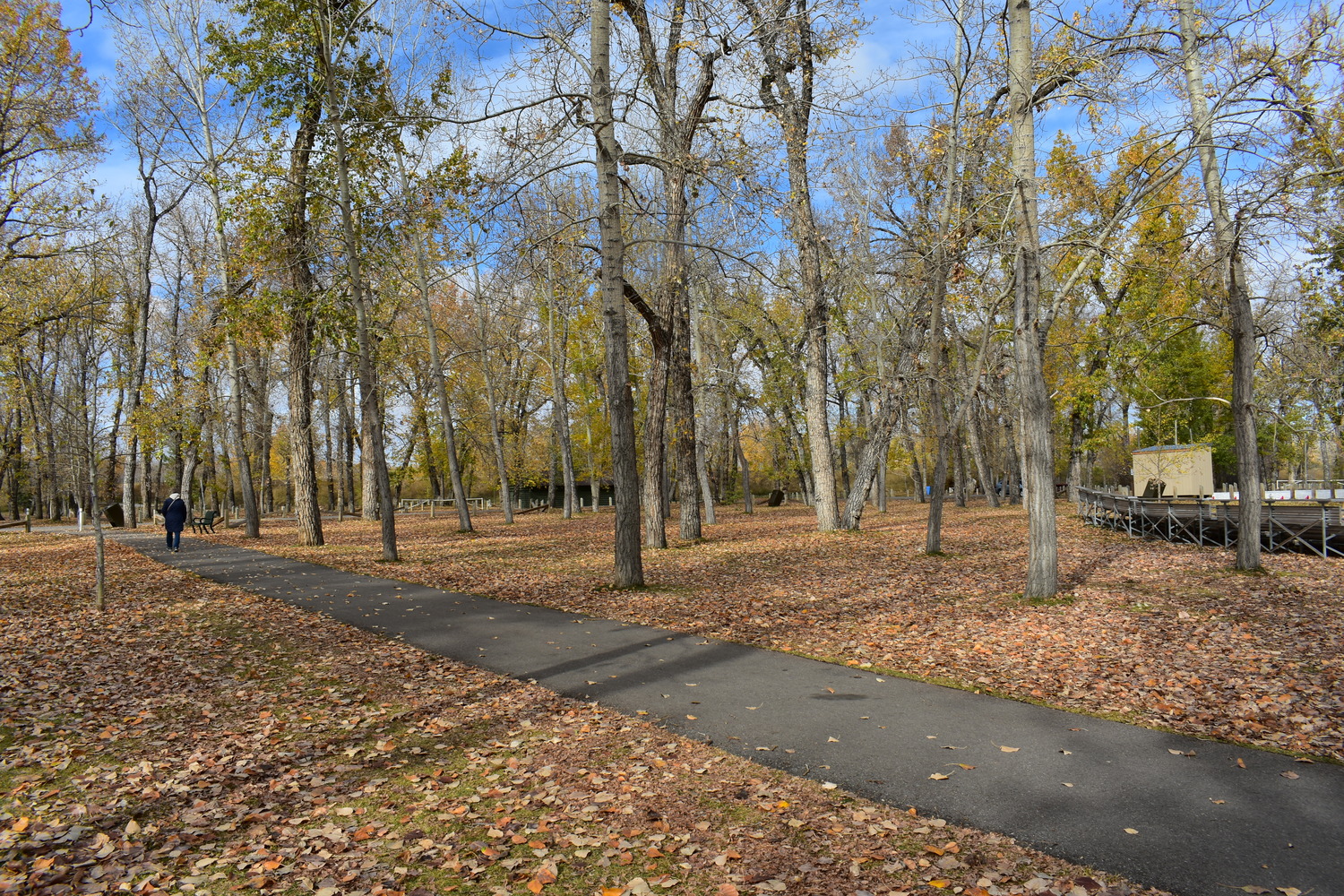 Un chemin pavé traverse un parc parsemé d'arbres dénudés et de feuilles d'automne tombées au sol ; une personne marche au loin.