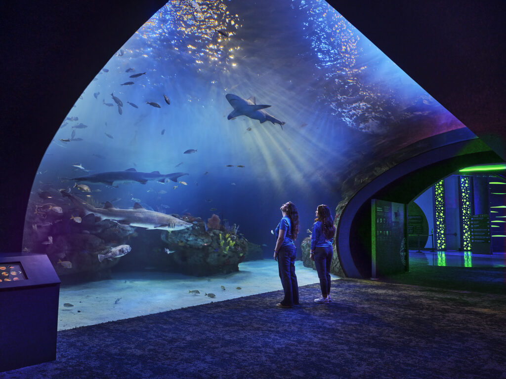Two people stand inside a dark aquarium tunnel, watching sharks and fish swim above and around a large, illuminated tank.