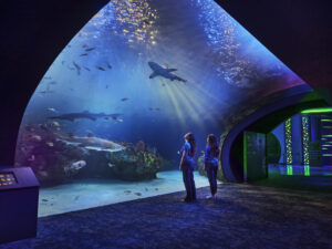 Two people stand in front of a large aquarium tank, enjoying the impressive entertainment infrastructure as they watch sharks and fish swim under blue lighting in an indoor exhibit.